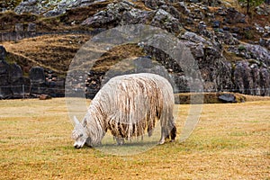 Lama in ruins of Sacsayhuaman in Peru