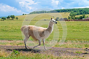 Lama runs along the path in the corral at the farm