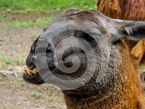 Lama is a South American mammal from the family camelidae.