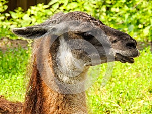 Lama is a South American mammal from the family camelidae.