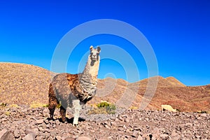 Lama standing in a beautiful South American landscape