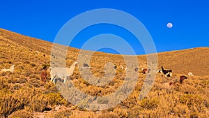 Lama standing in a beautiful South American mountain landscape at sunset