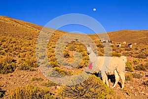 Lama standing in a beautiful South American mountain landscape at sunset