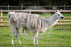 A lama standing in a grassy farm