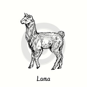 Lama standing side view. Ink black and white doodle drawing in woodcut  style.