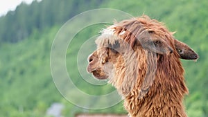 Lama stands on pasture. Young brown alpaca on a green hillside background.