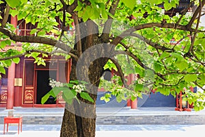 Lama temple, Beijing, China