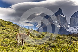 Lama in Torres del Paine National Park, Chile, South America