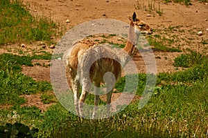 Lama vicugna is grazing in a pasture. Full-length portrait of Vicuna