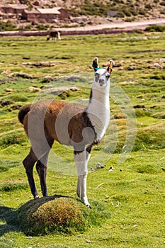 Lama wandering in a pasture