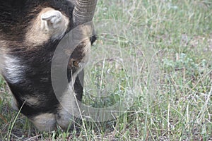 Lamancha goat grazing