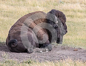 Lamar Valley Bison