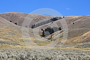 Lamar Valley Yellowstone Wild Landscape