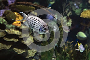 Lamarck`s Angelfish, Genicanthus lamarck - tropical sea and ocean fish. photo