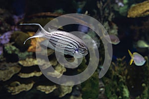 Lamarck`s Angelfish, Genicanthus lamarck - tropical sea and ocean fish. photo