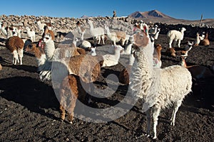Lamas photo