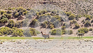 Lamas alpacas in Aguanapampa area at bolivian Altipla