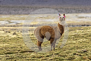 Lamas and alpacas at Sajama National Park.