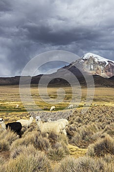 Lamas and alpacas at Sajama National Park.