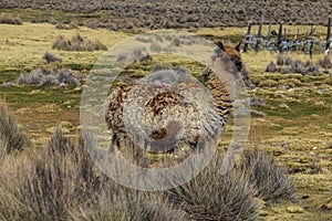 Lamas and alpacas at Sajama National Park.