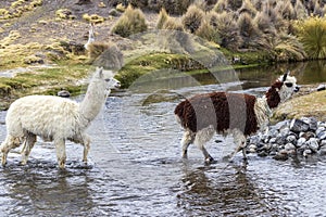 Lamas and alpacas at Sajama National Park.