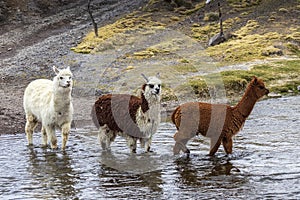 Lamas and alpacas at Sajama National Park.