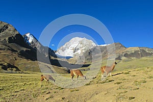 Lamas in the Andes