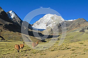 Lamas in the Andes