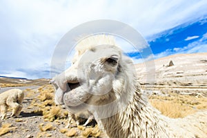 Lamas in Andes,Mountains,