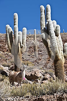 Lamas and Cacti. Paso de Jama, Andes