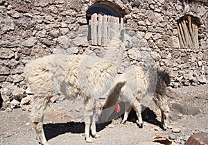 Lamas in a desert, Salar de Uyuni, Bolivia photo