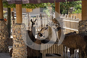 Lamas eating and laphing in a shaded area