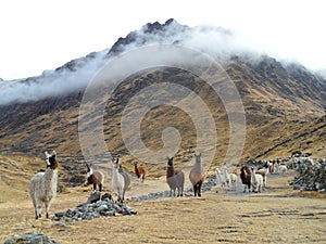 Lamas photo