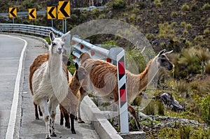 Lamas Family in El Cajas National Park, Ecuador photo