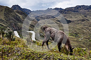 Lamas Family in El Cajas National Park, Ecuador photo