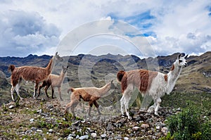 Lamas Family in El Cajas National Park, Ecuador