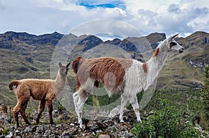 Lamas Family in El Cajas National Park, Ecuador photo