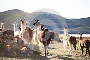 Lamas on the farm in Altiplano plateau, Bolivia