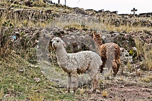 Lamas on a field. Copacabana is the main Bolivian town on the sh