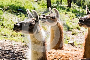 Lamas in French forest near to Mont Ventoux