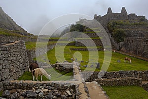 Lamas grazing in Machu Picchu ancient town