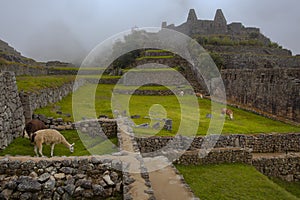 Lamas grazing in Machu Picchu ancient town