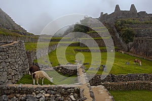Lamas grazing in Machu Picchu ancient town