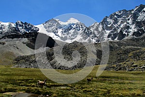 Lamas on green meadow in the Andes