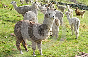 Lamas herd