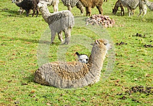 Lamas herd on green grass