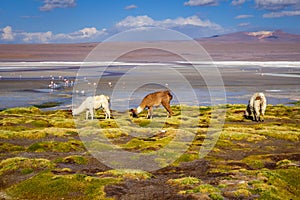 Lamas herd in Laguna colorada, sud Lipez Altiplano reserva, Bolivia