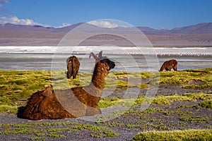 Lamas herd in Laguna colorada, sud Lipez Altiplano reserva, Bolivia