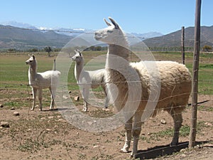 Lamas in Limari Valley photo