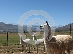 Lamas in Limari Valley photo